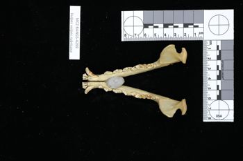 Media type: image;   Mammalogy BANGS-4299 Description: Image of skeleton specimen - dorsal view. dorsal view of mandible.;